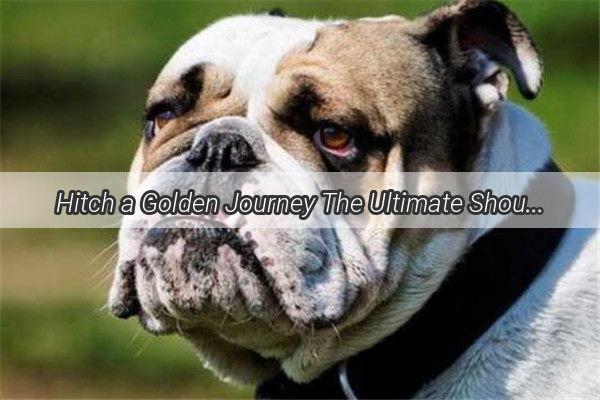 Hitch a Golden Journey The Ultimate Shoulder Harness for Your Adorable Golden Retriever